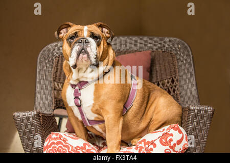 Tessa, il Bulldog inglese, cercando di regal seduto in una sedia prato sul suo patio in Issaquah, Washington, Stati Uniti d'America Foto Stock