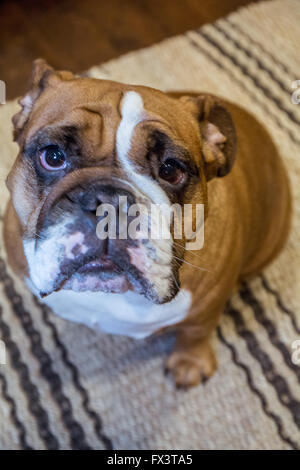 Ironico-cercando Tessa, il Bulldog inglese, seduti su un tappeto, guardando dritto fino in Issaquah, Washington, Stati Uniti d'America Foto Stock