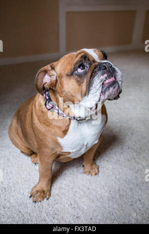 Tessa, il Bulldog inglese, su un "it' e 'stay' comando, speranzoso di un trattamento in Issaquah, Washington, Stati Uniti d'America Foto Stock