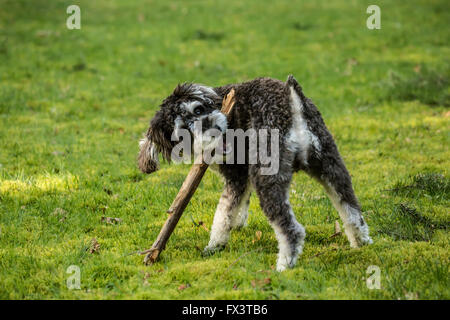 Cucciolo Schnoodle 'Junho' masticare su un bastone nel suo cantiere in Issaquah, Washington, Stati Uniti d'America Foto Stock