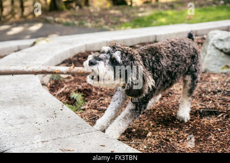 Cucciolo Schnoodle 'Junho' giocando tug con un bastone nel suo cantiere in Issaquah, Washington, Stati Uniti d'America Foto Stock