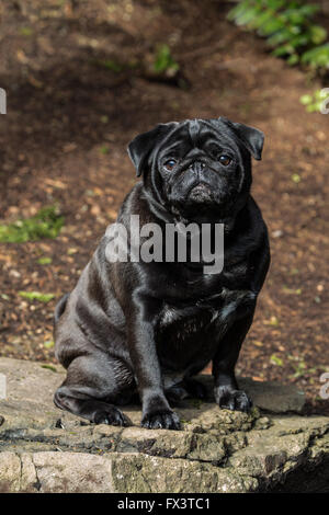 Kirby, un nero Pug a Redmond, Washington, Stati Uniti d'America Foto Stock