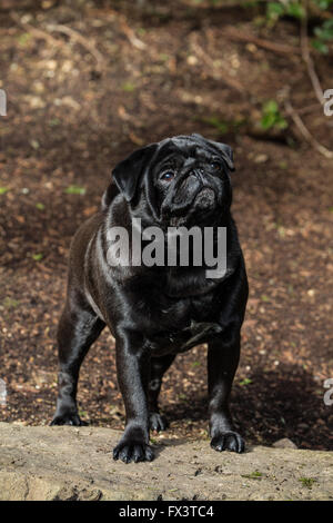 Kirby, un nero Pug, in posa su una roccia nel suo cortile a Redmond, Washington, Stati Uniti d'America Foto Stock