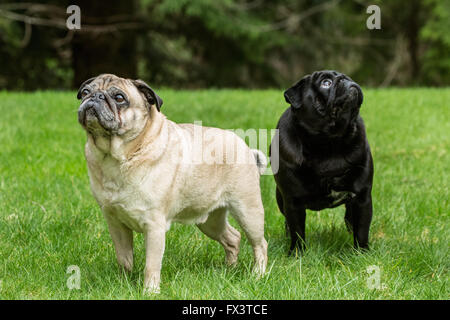 Di colore beige e nero Pugs, Bernie e Ollie, a Redmond, Washington, Stati Uniti d'America Foto Stock