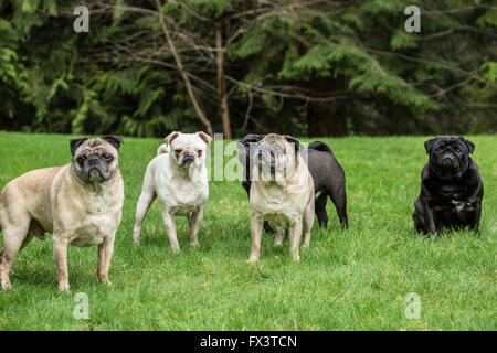 Cinque Pugs (neri - Kirby & Ollie, cerbiatti - Bernie & Cabo, bianco - Lewee) a Redmond, Washington, Stati Uniti d'America Foto Stock