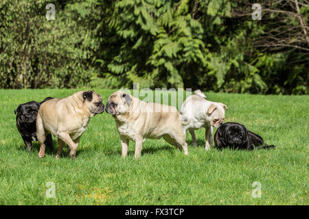 Cinque Pugs (neri - Kirby & Ollie, cerbiatti - Bernie & Cabo, bianco - Lewee) a Redmond, Washington, Stati Uniti d'America Foto Stock