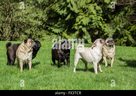 Cinque Pugs (neri - Kirby & Ollie, cerbiatti - Bernie & Cabo, bianco - Lewee) a Redmond, Washington, Stati Uniti d'America Foto Stock