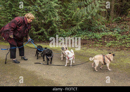 Donna che cammina i suoi cinque Pugs (neri - Kirby & Ollie, cerbiatti - Bernie & Cabo, bianco - Lewee) a Redmond, Washington, Stati Uniti d'America Foto Stock