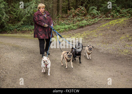 Donna che cammina i suoi cinque Pugs (neri - Kirby & Ollie, cerbiatti - Bernie & Cabo, bianco - Lewee) a Redmond, Washington, Stati Uniti d'America Foto Stock