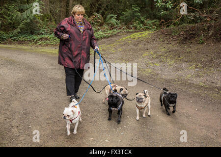 Donna che cammina i suoi cinque Pugs (neri - Kirby & Ollie, cerbiatti - Bernie & Cabo, bianco - Lewee) a Redmond, Washington, Stati Uniti d'America Foto Stock