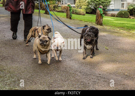 Donna che cammina i suoi cinque Pugs (neri - Kirby & Ollie, cerbiatti - Bernie & Cabo, bianco - Lewee) a Redmond, Washington, Stati Uniti d'America Foto Stock