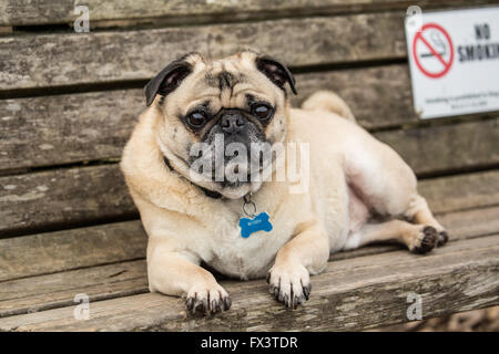 Fawn-colorato Pug, Buddy, poggia su di un legno banco di parco in parco Marymoor a Redmond, Washington, Stati Uniti d'America Foto Stock