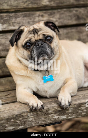 Fawn-colorato Pug, Buddy, poggia su di un legno banco di parco in parco Marymoor a Redmond, Washington, Stati Uniti d'America Foto Stock