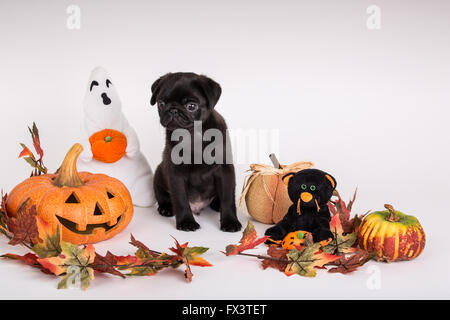 Fitzgerald, 10 settimane vecchio nero Pug cucciolo circondato da decorazioni di Halloween in Issaquah, Washington, Stati Uniti d'America Foto Stock