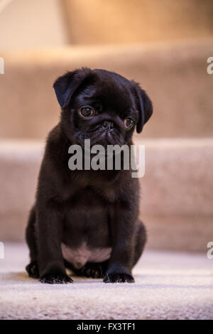 Fitzgerald, 10 settimane vecchio nero Pug cucciolo seduto su di una tromba delle scale tappezzate in Issaquah, Washington, Stati Uniti d'America Foto Stock