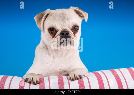 Max, un bianco Pug cucciolo, appoggiata su di un cuscino a strisce in Issaquah, Washington, Stati Uniti d'America Foto Stock