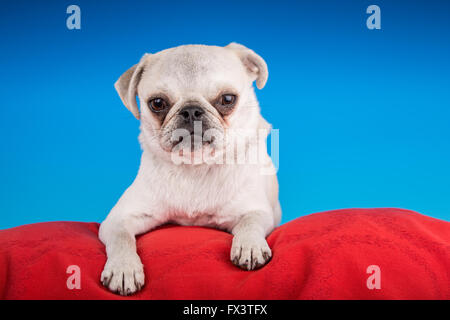 Max, un bianco Pug cucciolo, appoggiata su di un cuscino rosso in Issaquah, Washington, Stati Uniti d'America Foto Stock