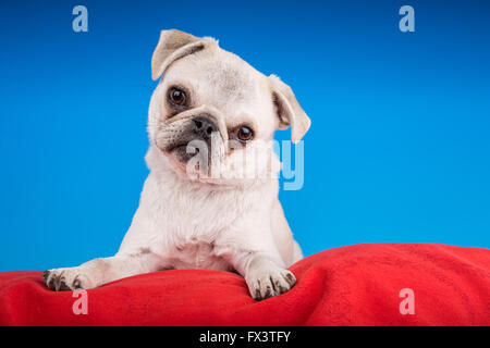 Max, un bianco Pug cucciolo, appoggiata su di un cuscino rosso in Issaquah, Washington, Stati Uniti d'America Foto Stock