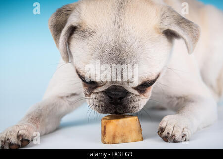 Max, un bianco Pug cucciolo, hungrily annusando il suo osso prima di masticare su di esso, in Issaquah, Washington, Stati Uniti d'America Foto Stock