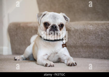 Max, un bianco Pug cucciolo, giacente su Scale tappezzate in Issaquah, Washington, Stati Uniti d'America Foto Stock