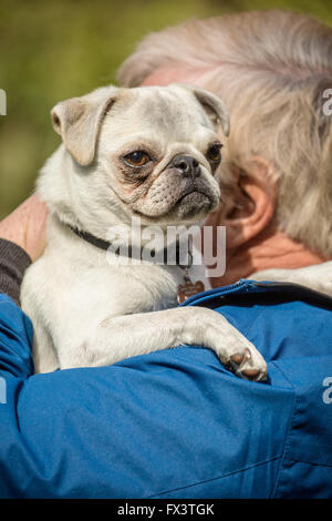 Uomo con Max, il suo bianco Pug cucciolo, in Issaquah, Washington, Stati Uniti d'America Foto Stock