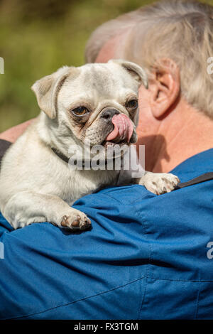 Uomo con Max, il suo bianco Pug cucciolo, in Issaquah, Washington, Stati Uniti d'America Foto Stock