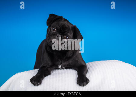 Kato, un nero Pug cucciolo appoggiata su di un cuscino in Issaquah, Washington, Stati Uniti d'America Foto Stock