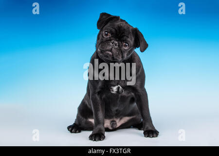 Kato, un nero Pug cucciolo seduto in Issaquah, Washington, Stati Uniti d'America Foto Stock