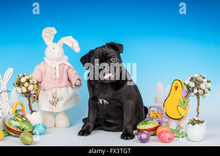 Kato, un nero Pug cucciolo seduto tra alcune decorazioni di Pasqua in Issaquah, Washington, Stati Uniti d'America Foto Stock