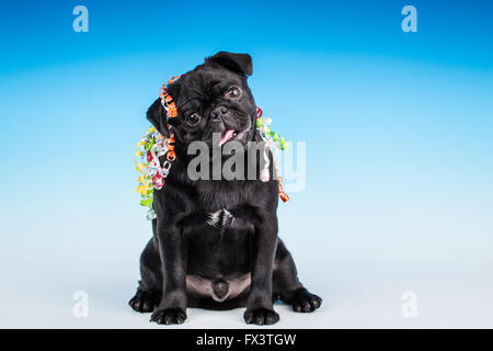 Kato, un nero Pug cucciolo con "Happy Birthday" nastro su di lui in Issaquah, Washington, Stati Uniti d'America Foto Stock