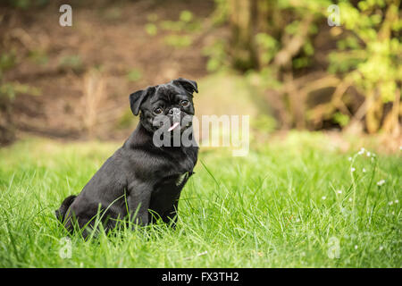 Kato, un nero Pug cucciolo seduto nel prato erboso in Issaquah, Washington, Stati Uniti d'America Foto Stock