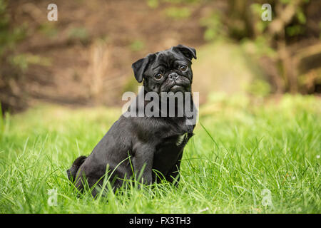 Kato, un nero Pug cucciolo seduto nel prato erboso in Issaquah, Washington, Stati Uniti d'America Foto Stock