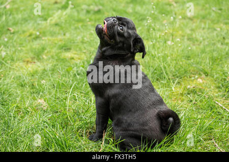 Kato, un nero Pug cucciolo seduto nel prato erboso in Issaquah, Washington, Stati Uniti d'America Foto Stock