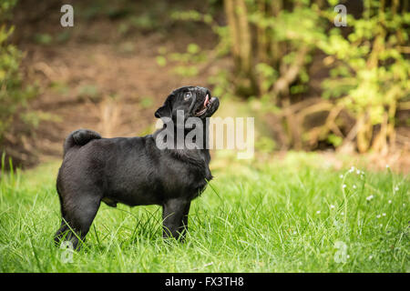 Kato, un nero Pug cucciolo cercando da prato, Issaquah, Washington, Stati Uniti d'America Foto Stock