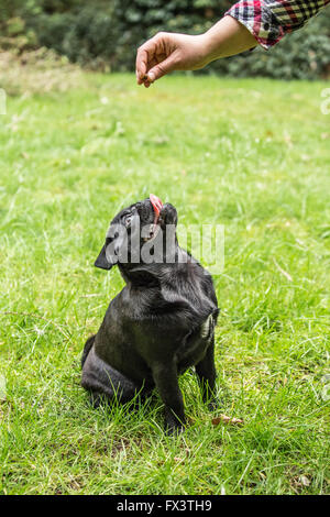 Donna di premiare Kato, il suo nero Pug cucciolo, con un trattamento mediante un rinforzo positivo tecniche di formazione in Issaquah, Washington Foto Stock