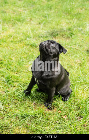 Kato, un nero Pug cucciolo cercando da prato, Issaquah, Washington, Stati Uniti d'America Foto Stock