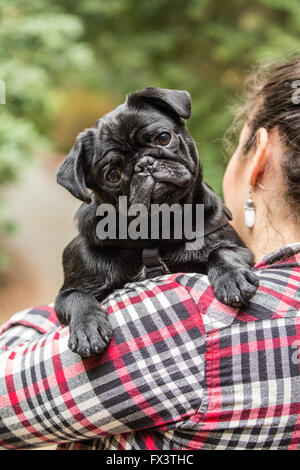 Donna che mantiene Kato, il suo nero Pug puppy in Issaquah, Washington, Stati Uniti d'America Foto Stock