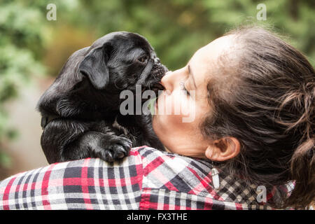 Kato, un nero Pug cucciolo dando il suo proprietario una doggy kiss, Issaquah, Washington, Stati Uniti d'America Foto Stock