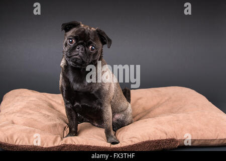 Olio d'oliva, il Pug, seduta su di un letto di cane in Issaquah, Washington, Stati Uniti d'America Foto Stock