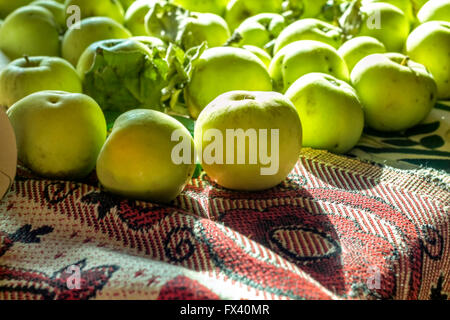 Bellezza antonovka verde le mele di raggi di sole Foto Stock