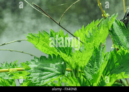 Bel verde primavera Ortica foglie illuminate dal sole Foto Stock