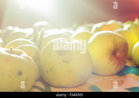 Bellezza antonovka verde le mele di raggi di sole Foto Stock