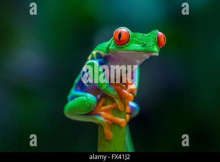 Red-Eyed Raganella in Costa Rica rain forest Foto Stock