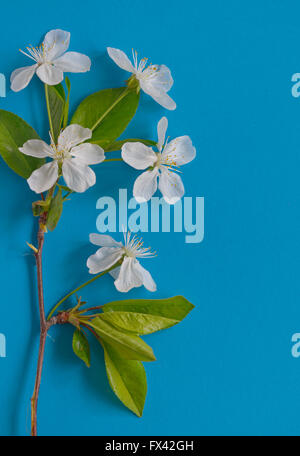 Fiori di Primavera sfondo su carta blu Foto Stock