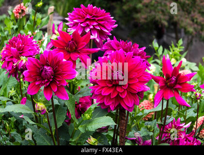 Viola scuro e rosso dalie in un giardino Foto Stock