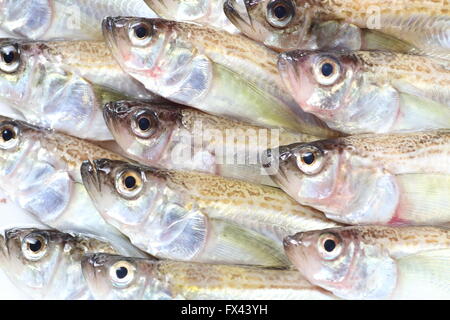 Sailfin sandfish (Arctoscopus japonicus) in Giappone Foto Stock