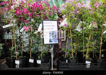 La clematide fiori, Centro giardino, Horsham West Sussex, in Inghilterra Foto Stock