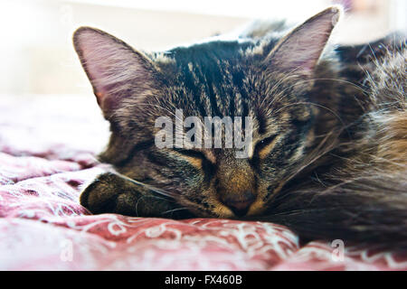 Il gatto domestico dormire Foto Stock