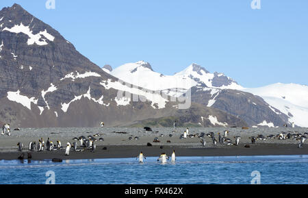 Re pinguini (Aptenodytes patagonicus) sulla spiaggia vicino la loro colonia nidificazione. Salisbury Plain, la Baia delle Isole della Georgia del Sud. Foto Stock
