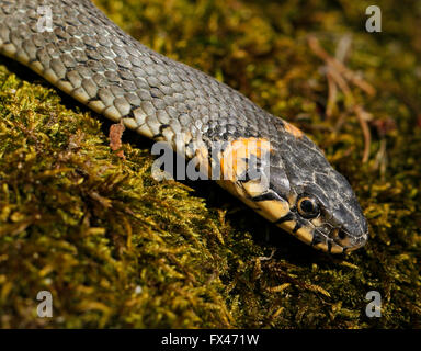 Biscia dal collare (Natrix natrix) sul muschio verde in Finlandia. Foto Stock